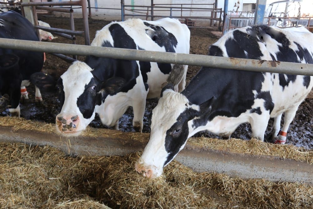 Organic Milk Delivery to your doorstep McQueens Dairies