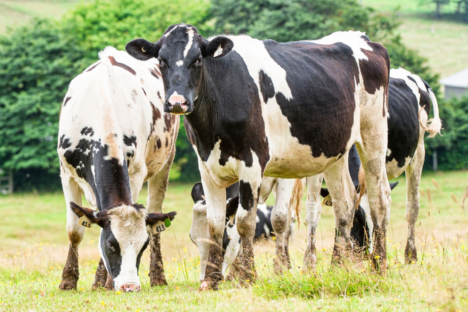 Does drinking cow's milk provide immunity against Covid19.