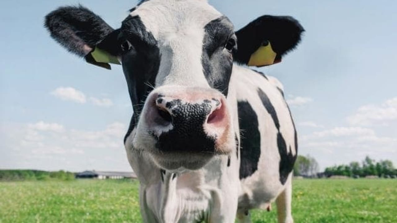 Which type of cow’s milk is the healthiest?