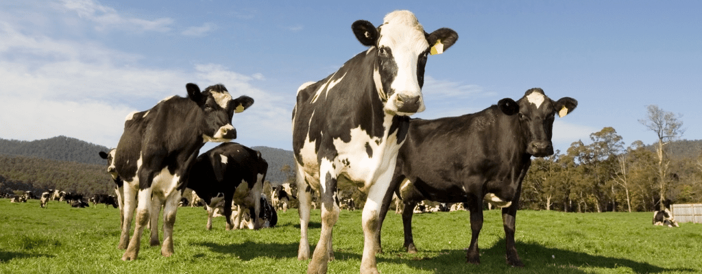 Dairy Cows in a field - McQueens Milk